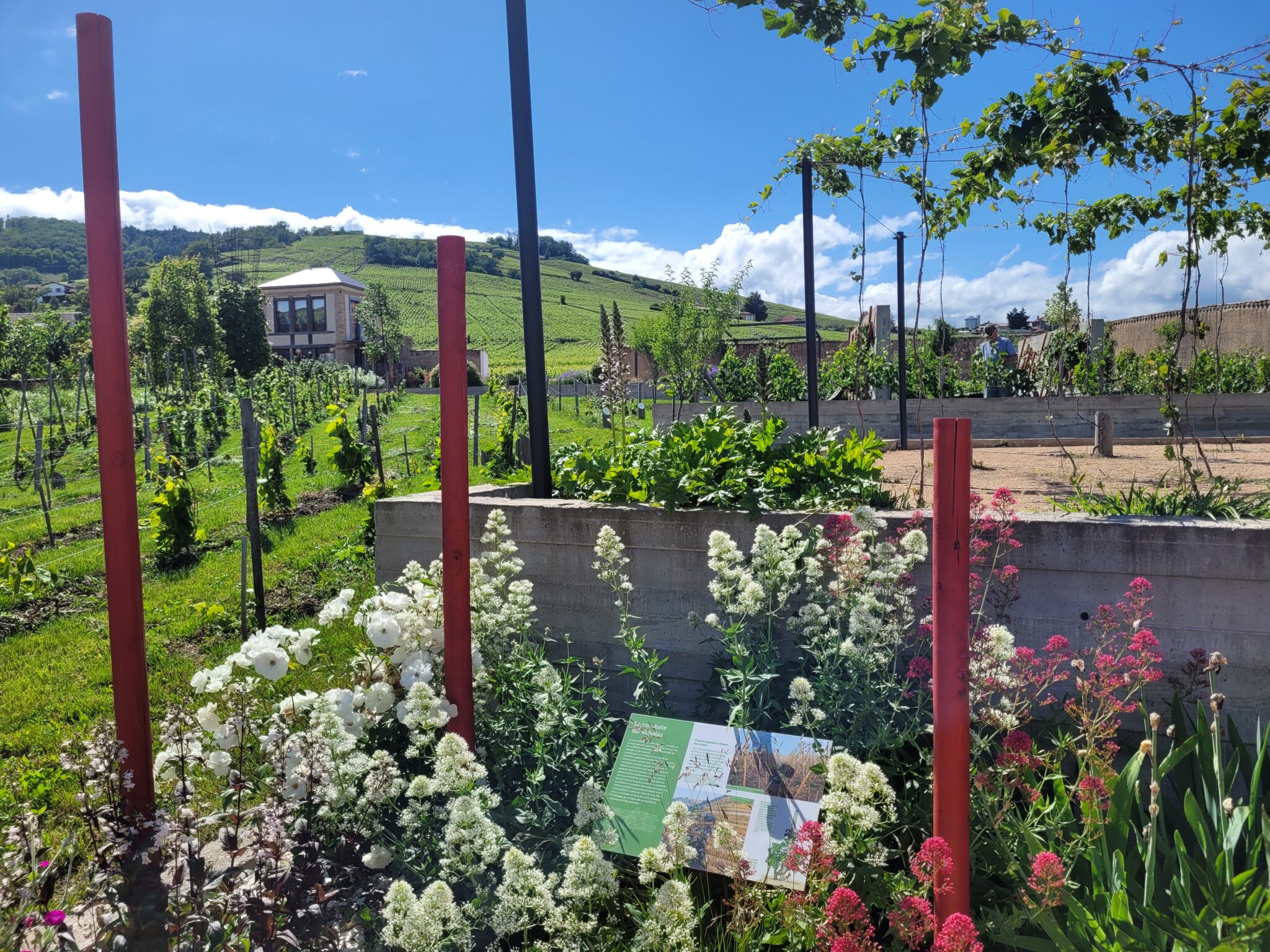 Clos vitis 1 - ©Tiphaine Destination Beaujolais